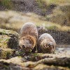 European otter (Lutra lutra) female and cub shaking water from coats, Shetland, UK, June